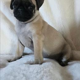 Rowan - Fawn male Pug puppy in Dexter, Kansas from Beautiful pugs