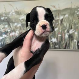 Storm - Brindle female Boxer puppy in Henderson, Tennessee from Vom Broadvalley