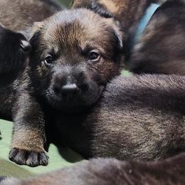 Ziva (Pink female) - Sable female German Shepherd puppy in Winchester, Kentucky from Del Lago Canine