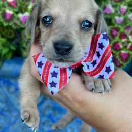 Shaded cream - Cream male Dachshund puppy in Payette, Idaho from NT Mini Doxies