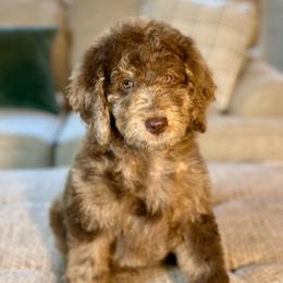 Davidson 'Davey' - Merle male Goldendoodle puppy in Dayton, Ohio from Perks Court Doodles