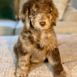 Davidson 'Davey' - Merle male Goldendoodle puppy in Dayton, Ohio from Perks Court Doodles
