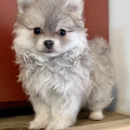 Pomeranian Puppies from POMS USA