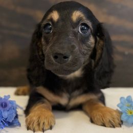 Lane - Black and tan female Dachshund puppy in Dothan, Alabama from Little House Pups