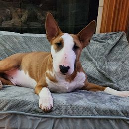 Cain - Red and white Bull Terrier puppy in Columbus, Ohio from Virtue Bull Terriers