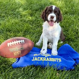 Pip - Liver and white female English Springer Spaniel puppy in Tea, South Dakota from Mindy's English Springer Spaniels