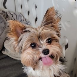 Yorkshire Terrier All Grown Up from Maranatha Yorkies