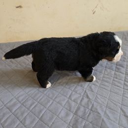 Bernese Mountain Dog puppies from Bravura Bernese Mountain Dog