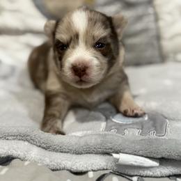 Porsche - Merle female Pomsky puppy in Ravena, New York from Osiris’s Siberians & Pomskies