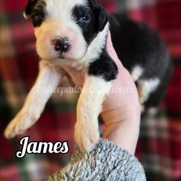James - Black and white male Sheepadoodle puppy in Iowa Falls, Iowa from Sheepadoodles of Iowa
