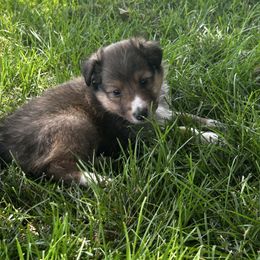 Yellow - White and sable female Shetland Sheepdog puppy in Fontanelle, Iowa from Jensen Farms Shelties
