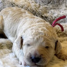 Goldendoodles from Haynes F1b Golden Puppies