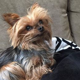 Yorkshire Terrier All Grown Up from Bonnie White