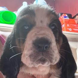 Kutie - Black brown and white female Basset Hound puppy in Manton, Michigan from BeckysBassets