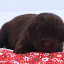 Tarzan - Brown male Newfoundland puppy in Kimball Twp, Michigan from Pine River Newfoundlands