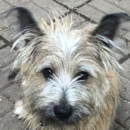 Thor - Cairn Terrier