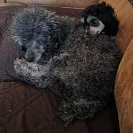 Tiny Mazie - Phantom female Poodle puppy in Wittmann, Arizona from Marlees Puppies 1
