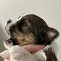 Summer - Parti female Yorkshire Terrier puppy in Pana, Illinois from Lucky Star Yorkies
