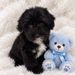 Macon - Black male Yorkipoo puppy in Lebanon, Kentucky from Mosaic Merle Doodles