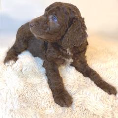Emma Woodhouse - Brown Irish Doodle puppy in Tennessee from Family Wolfadoodles