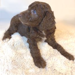 Emma Woodhouse - Brown Irish Doodle puppy in Tennessee from Family Wolfadoodles