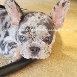 Boston Terrier and French Bulldog Puppies from Freedom Bostons