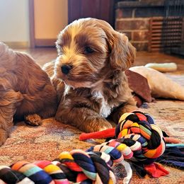 Cider - Red male Cavapoo puppy in Marshfield, Missouri from Puppyloversplace