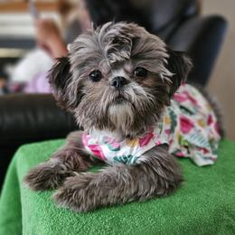 Crest - Shih Tzu