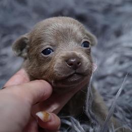 Chihuahua and Maltese Puppies from Happy Petit Paws