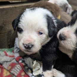 Margo - Black tri-color female Australian Shepherd puppy in Almo, Kentucky from Riley's Paw Pals