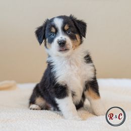 Sage - Black tri male Miniature Australian Shepherd puppy in Buna, Texas from R & C Kennels