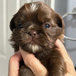 Ranger - Chocolate male Shih Tzu puppy in Tallahassee, Florida from Bows and Bow Ties
