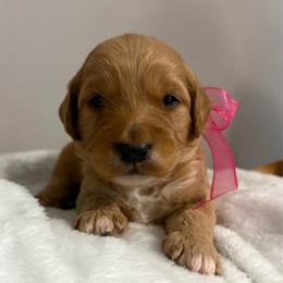 Wendy - Apricot female Goldendoodle puppy in Dayton, Tennessee from MK Goldendoodles