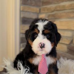 Bernedoodle, Cavapoo, and Goldendoodle Puppies from Blackberry Farm Puppies