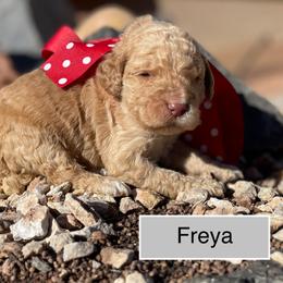 Freya - Apricot female Labradoodle puppy in Murray, Utah from Swann's Kennels