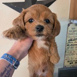 Roger - Red male Cavapoo puppy in Gresham, Oregon from Paisley Cavapoos
