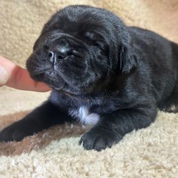 Brown Collar - Black female Cane Corso puppy in Fairfield, California from Royal Class Kennels