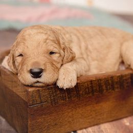 Goldendoodle Puppies from Deer Valley Doodles