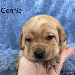 Connie - Yellow female Labrador Retriever puppy in Alcester, South Dakota from Theresa Rhodes