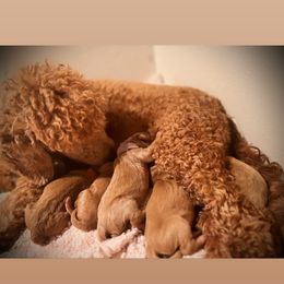 Goldendoodle Puppies from AvFamilyDoodles