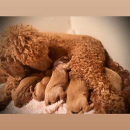 Goldendoodle Puppies from AvFamilyDoodles