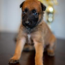 Girl 4 - female Belgian Malinois puppy in Lincoln, Nebraska from Nebraska K9