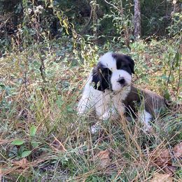 Saint Bernard Puppies from Magnolia Saint Bernards
