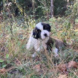 Saint Bernard Puppies from Magnolia Saint Bernards
