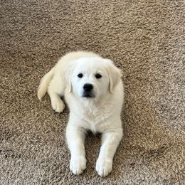 Pluto (brown) - Light golden male Golden Retriever puppy in Pahrump, Nevada from Southern Nevada Goldens