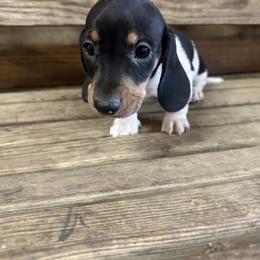 Sammy - Piebald male Dachshund puppy in Sallisaw, Oklahoma from Wild West Dachshunds