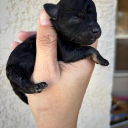 Twix - Black phantom male Aussiedoodle puppy in Spring Hill, Florida from Pawprint Dreams Boarding and Kennel
