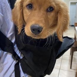 Companion Cross and Golden Retriever Puppies from Happy Tails Mini Goldens