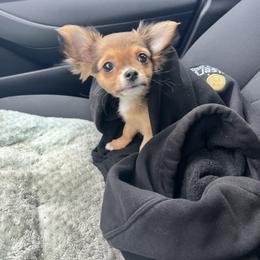 Chihuahua Puppies from Dog Bones N Harmony