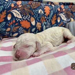 Saffron - Cream female Poodle puppy in Aurora, Colorado from Chiaroscuro Kennel